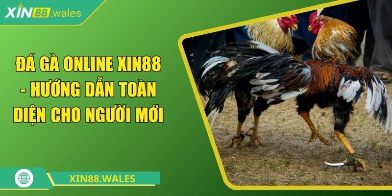Đá Gà Online Xin88 - Hướng Dẫn Toàn Diện Cho Người Mới 4 đá gà online Xin88